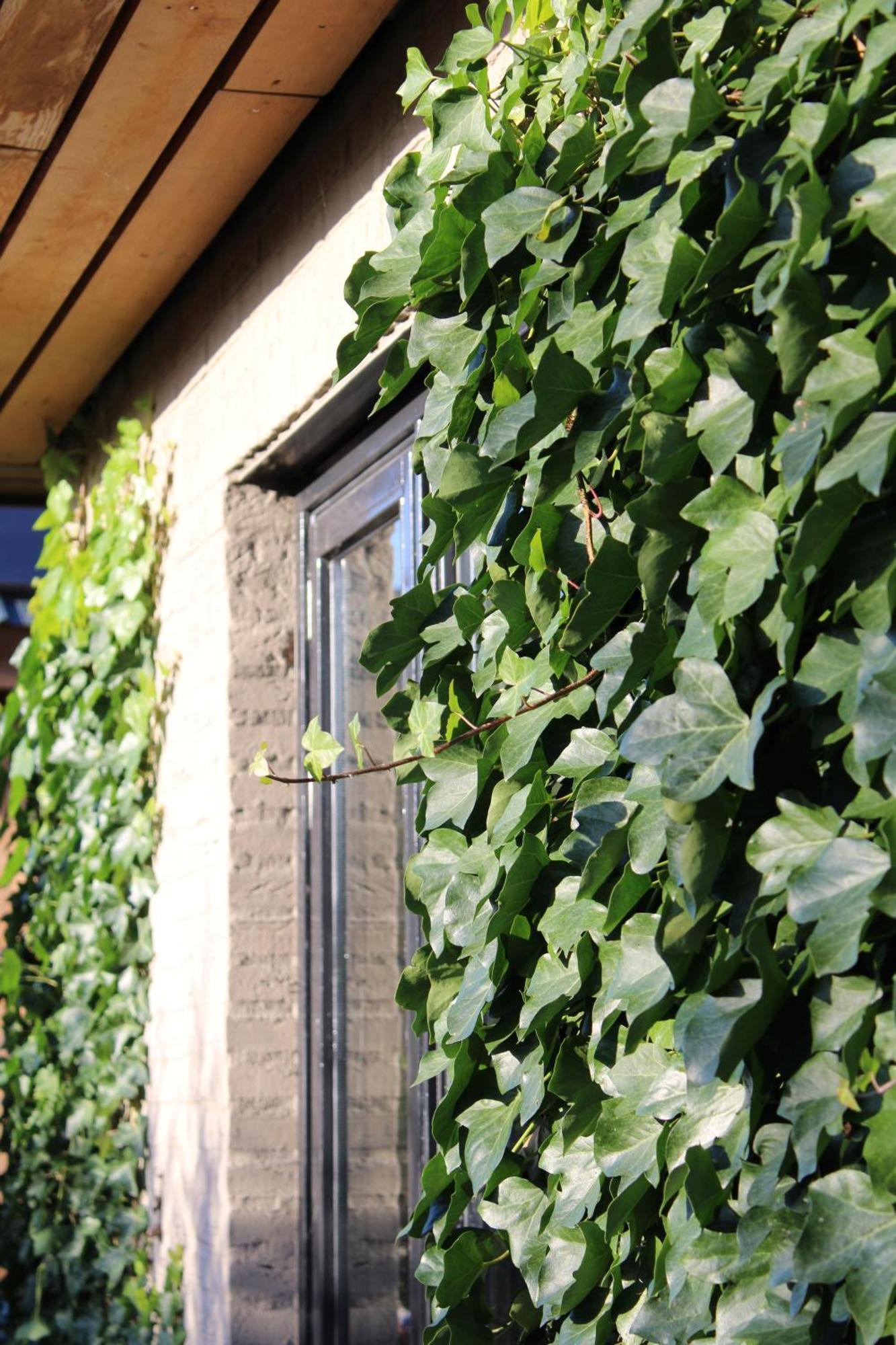 Tiny House In De Boomgaard Bed & Breakfast Stad aan 't Haringvliet Exterior foto